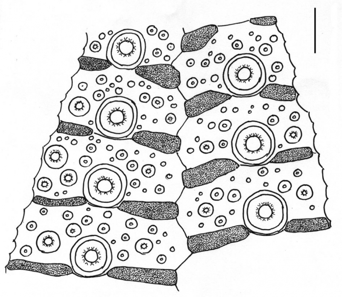 Temnopleurus toreumaticus (interambulacral plates)