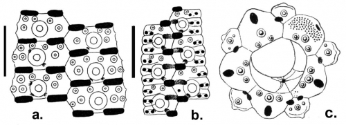 Temnotrema siamense (coronal plates and apical disc)