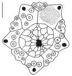 Nudechinus scotiopremnus (apical system)