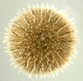 Echinodermata (echinoderms)