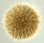 Nudechinus scotiopremnus (aboral)