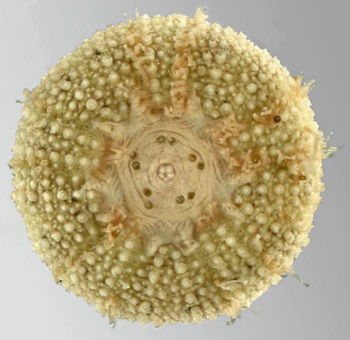 Nudechinus scotiopremnus (oral)