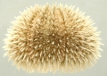 Echinodermata (echinoderms)