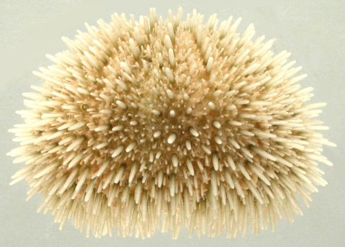 Nudechinus scotiopremnus (lateral)