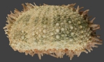 Nudechinus gravieri (lateral)