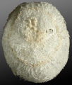 Echinodermata (echinoderms)