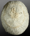 Palaeostoma mirabile (aboral)