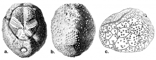 Palaeostoma mirabile (test)