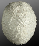 Palaeostoma mirabile (oral)