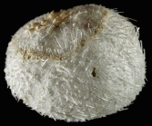 Palaeostoma mirabile (lateral)