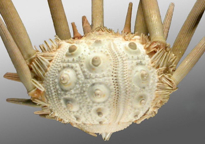 Kionocidaris striata (lateral)