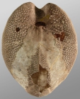 Gymnopatagus magnus (oral)