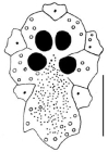 Gymnopatagus magnus (apical system)