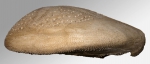 Gymnopatagus magnus (lateral)