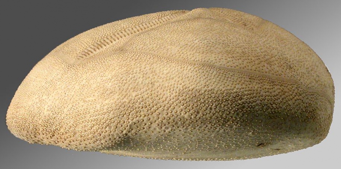 Brisaster capensis (lateral)