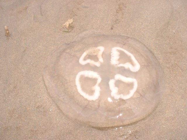 oorkwal oorkwal
