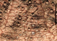 Sperosoma biseriatum (aboral, close-up)