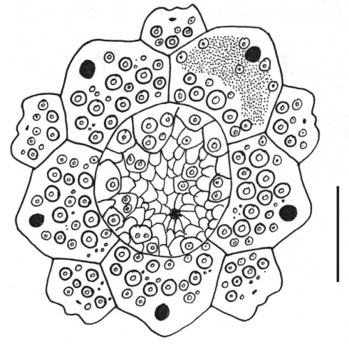 Echinus gilchristi (apical)