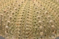 Echinodermata (echinoderms)