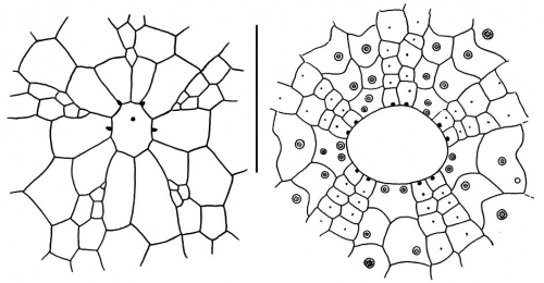 Tropholampas loveni (apical system + peristomial area)