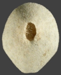 Tropholampas loveni (female, aboral)