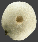 Tropholampas loveni (female, oral)