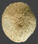 Tropholampas loveni (male, oral)