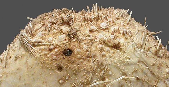Eurypatagus parvituberculatus (posterior)
