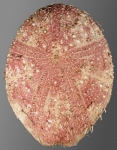 Eurypatagus parvituberculatus (aboral)