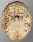 Eurypatagus parvituberculatus (oral)