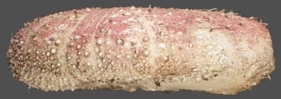 Eurypatagus parvituberculatus (lateral)