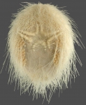 Eurypatagus parvituberculatus (oral)