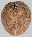 Brissopsis lyrifera capensis (aboral)