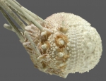 Salenocidaris profundi (lateral)