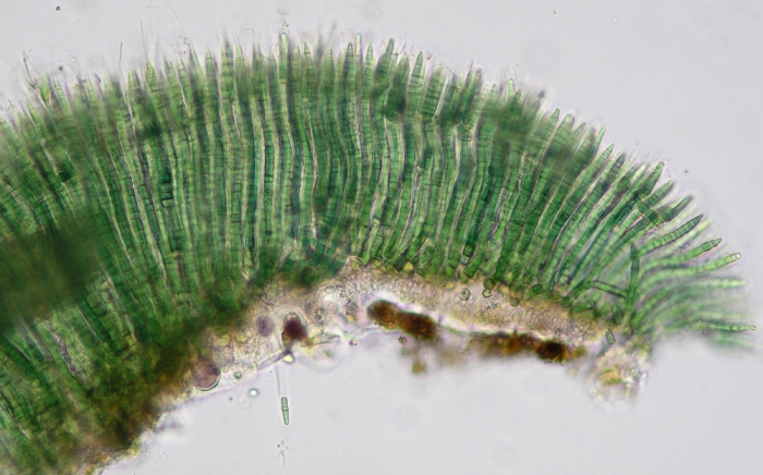 Calothrix scopulorum Calothrix scopulorum