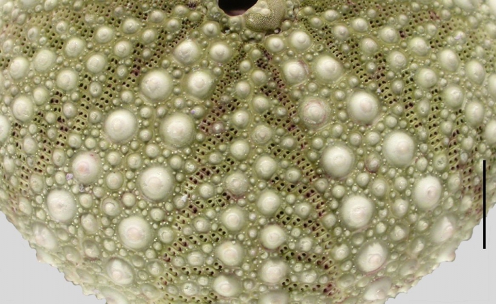 Strongylocentrotus purpuratus (aboral, close-up)