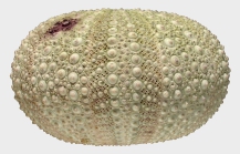 Strongylocentrotus purpuratus (lateral)
