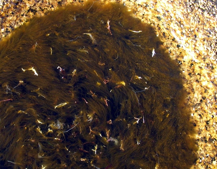 Lyngbya confervoides Lyngbya confervoides