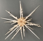 Lissocidaris xanthe (aboral)