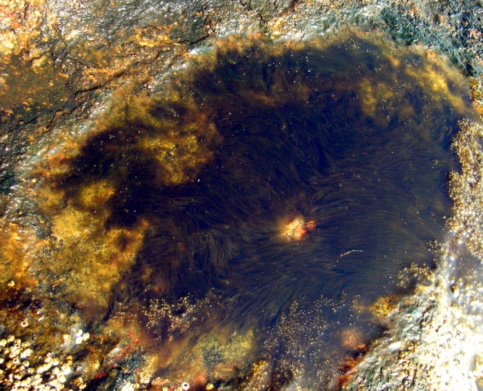 Lyngbya confervoides Lyngbya confervoides