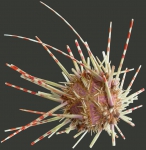 WoRMS - World Register of Marine Species
