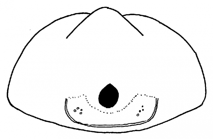 Meoma (subanal fasciole)