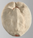 Meoma ventricosa (oral)