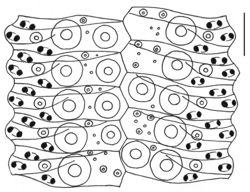 Lytechinus variegatus (ambulacral plates)