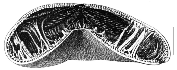 Clypeaster rosaceus (cross-section)