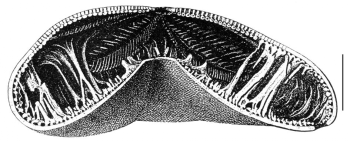 Clypeaster rosaceus (cross-section) Clypeaster rosaceus (cross-section)