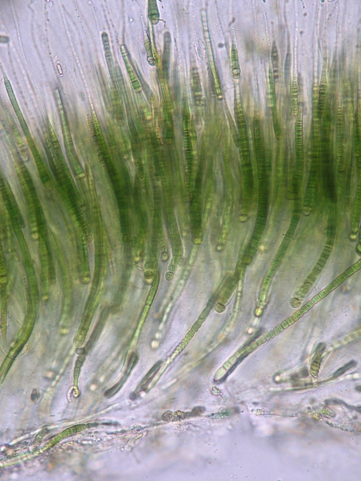 Rivularia bullata Rivularia bullata