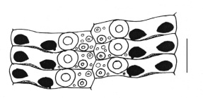 Eucidaris tribuloides (ambulacral plates)