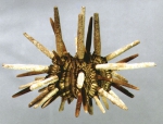 Eucidaris tribuloides (lateral)