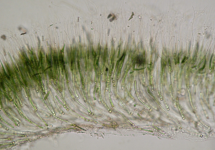 Rivularia bullata Rivularia bullata